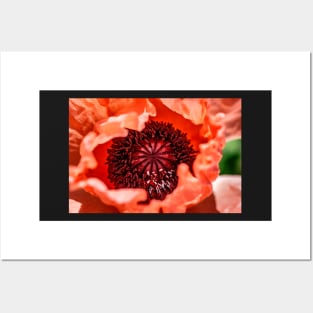 Pink oriental poppy close-up Posters and Art